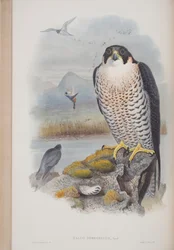 Falco Peregrinus, lámina de Las aves de Gran Bretaña de John Gould, publicado 1862-73
